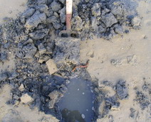 harvesting arenicole in Normandy